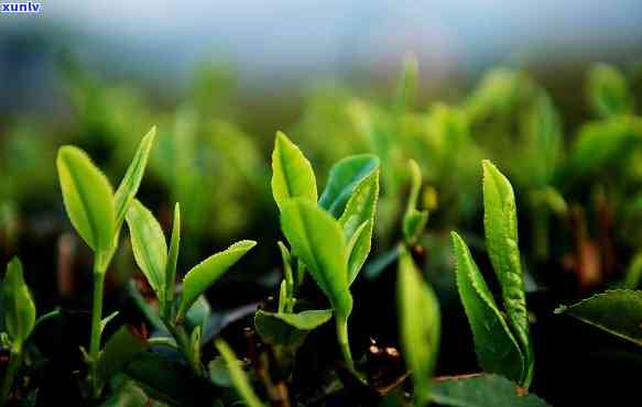 贵州茗茶属于什么茶-贵州茗茶属于什么茶类