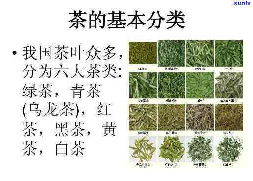 探究肃人常饮的茶类及其品种