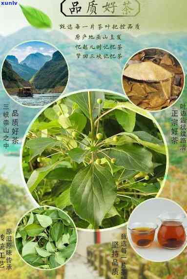 山觚子茶是什么茶-山觚子茶是什么茶做的