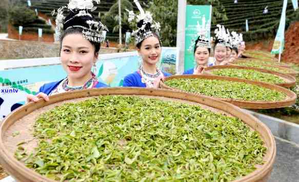 侗族有什么茶？揭秘侗族特色茶叶特产