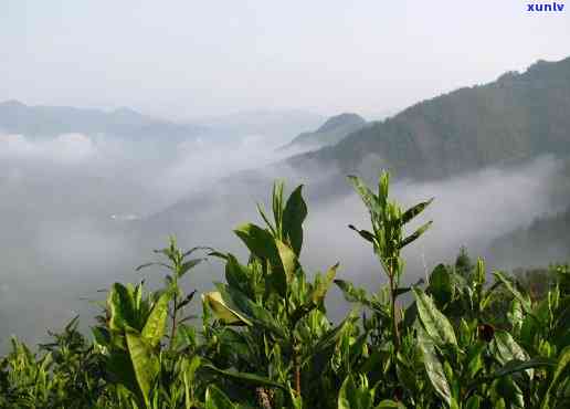 泗交雨露的价格是多少？它是哪种茶？