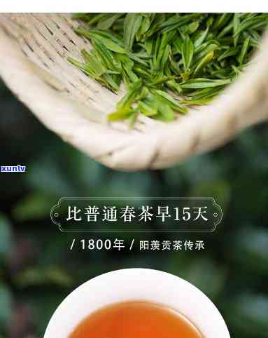 乾红早春属于什么茶-乾红早春茶属于什么茶