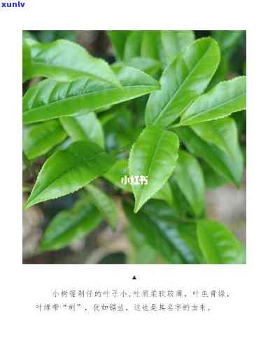 凤凰锯朵仔是什么茶，揭秘茶叶新宠——凤凰锯朵仔，它究竟是什么茶？