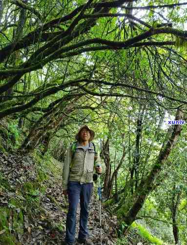 凤凰山锯朵仔，探秘凤凰山：锯朵仔的传说与故事