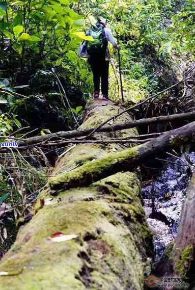 凤凰山锯朵仔，探秘凤凰山：锯朵仔的传说与故事