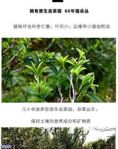 凤凰山锯朵仔多少钱一斤，最新报价：凤凰山锯朵仔每斤价格是多少？