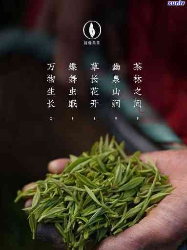 阳羡雪芽：江宜兴的特色名茶，口感如何？