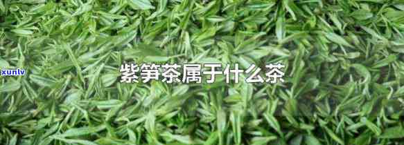 湖州紫笋茶是什么茶-湖州紫笋茶是什么茶叶