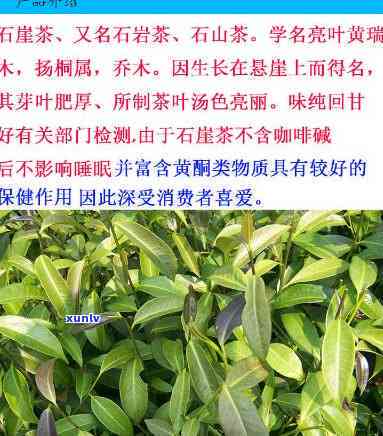 河源石坪茶：探究其茶种类及特点