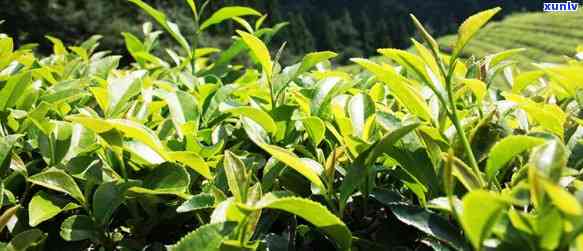 河源石坪茶：探究其茶种类及特点