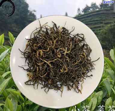 福鼎小菜茶是什么茶叶？详解其品种与 ***  *** 