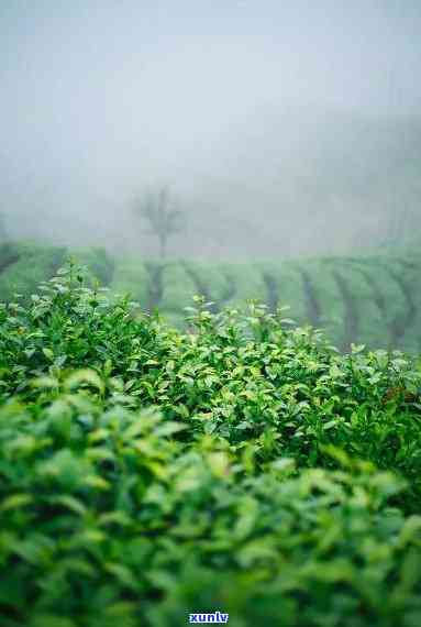 福鼎小菜茶是什么茶种，「福鼎小菜茶」是一种什么茶？