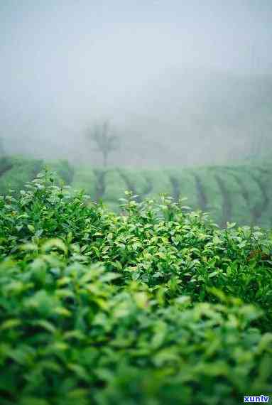 福鼎小菜茶是什么口感，探索美食世界：福鼎小菜茶的独特口感解析