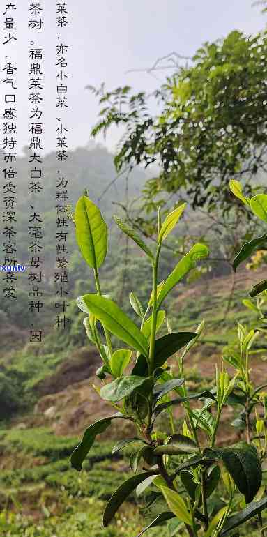 福鼎小菜茶是什么茶-福鼎小菜茶是什么茶叶