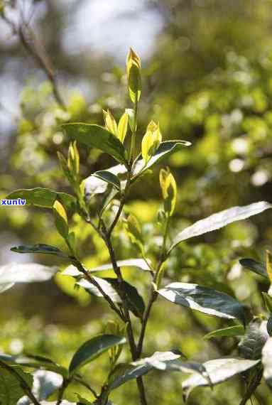 仙寓山野生茶，探索大自然的味道：仙寓山野生茶的魅力与独特性