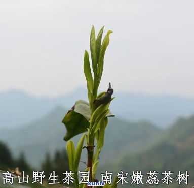 仙寓山野生茶，探索大自然的味道：仙寓山野生茶的魅力与独特性