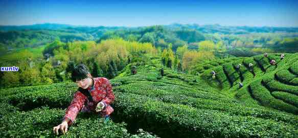 湖北竹溪县产什么茶最多，探秘湖北竹溪县：揭秘当地最富名的茶叶品种