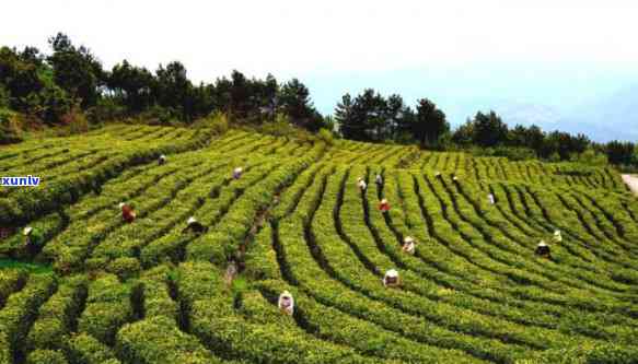 湖北竹溪县产什么茶最多，探秘湖北竹溪县：揭秘当地最富名的茶叶品种