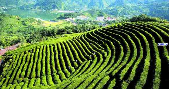 湖北竹溪县产什么茶最多，探秘湖北竹溪县：揭秘当地最富名的茶叶品种