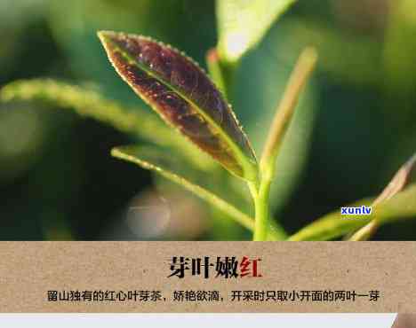 留山红心茶是什么茶-留山红心茶是什么茶种