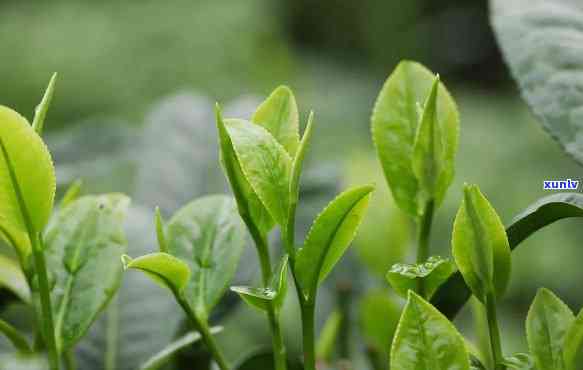 两个嫩芽的是什么茶叶品种，探究嫩芽双生的茶叶品种是什么？