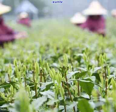 像豆芽一样的茶，豆芽般的清新口感：探索茶叶的新境界