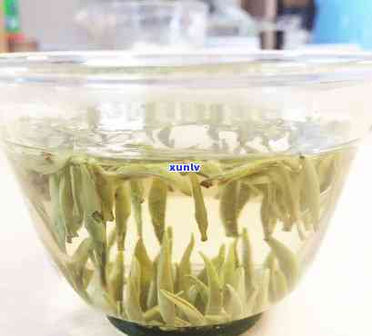 像豆芽一样的茶，豆芽般的清新口感：探索茶叶的新境界