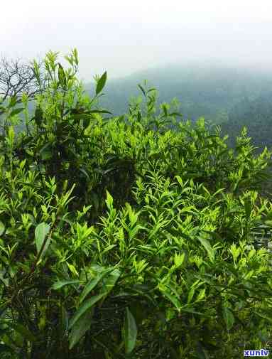 台山白云茶：什么茶种？详细解析