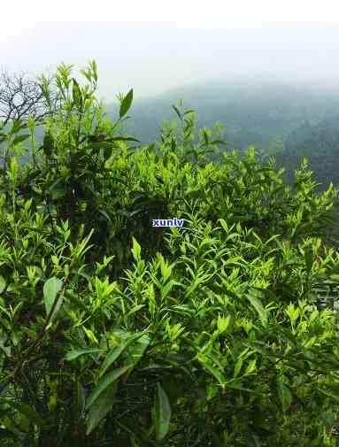 台山白云茶的历，探秘古老韵味：台山白云茶的历渊源与文化价值