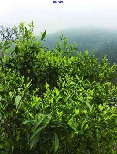 台山白云茶是什么茶-台山白云茶是什么茶叶