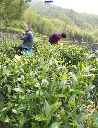 龙岩斜背茶：什么茶叶？ *** 原料与类型解析