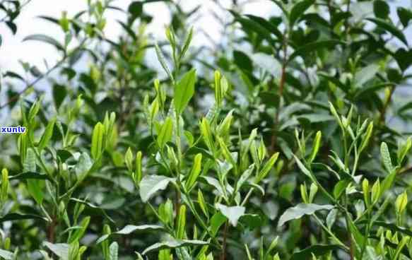 龙岩斜背茶：什么茶种？种类介绍