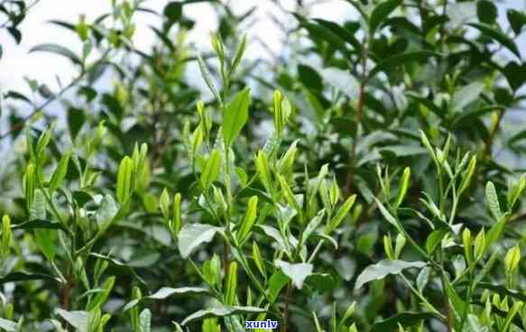 龙岩斜背茶知识介绍，探秘中国名茶：龙岩斜背茶的知识介绍