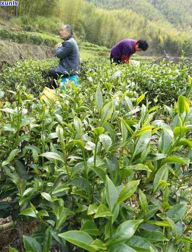 龙岩斜背茶知识介绍，探秘中国名茶：龙岩斜背茶的知识介绍