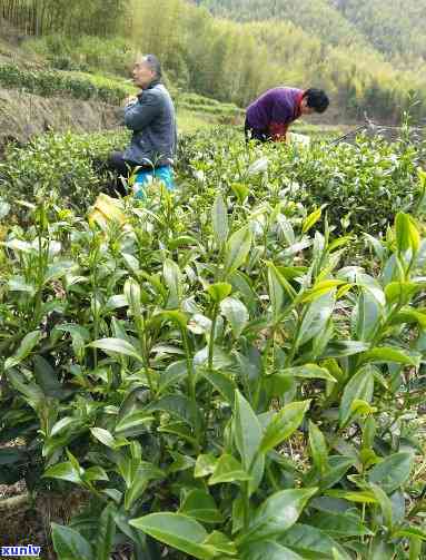 龙岩斜背茶是什么茶-龙岩斜背茶是什么茶叶