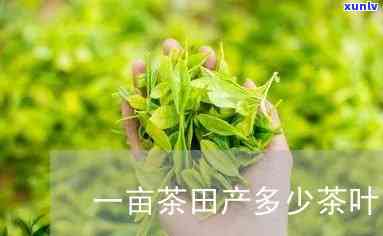 一亩良茶属于什么茶-一亩良茶属于什么茶类