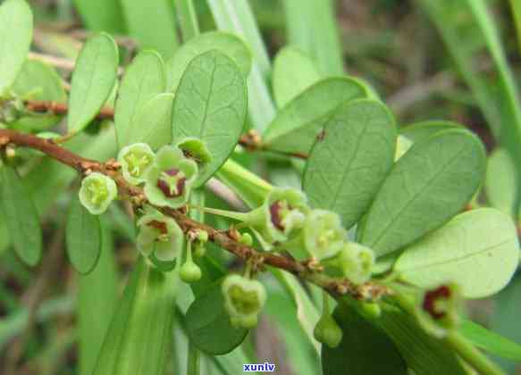 海南特产茶叶圆球形，独特风味，尝必备——海南特产茶叶圆球形！