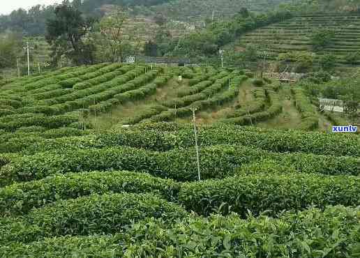 大南山茶业是什么茶种，解密大南山茶业：它属于哪种茶种？