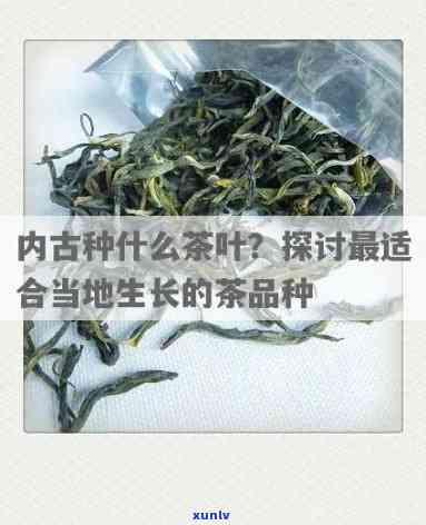 内古的茶是什么茶叶，探寻内古的味道：你了解这里的特色茶叶吗？