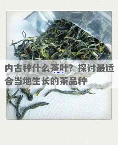 内古一种特有的茶是什么茶，揭秘内古特有茶种：你了解过吗？