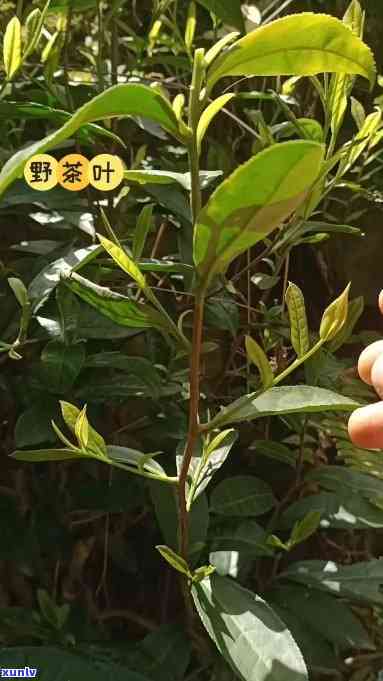 安徽野茶属于何种茶种？求解！