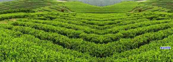 溪口高山茶是什么茶-溪口高山茶是什么茶种