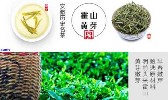 黄节喝什么茶？推荐几款适合此时饮用的好茶