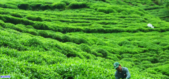 鸠坑原种茶是什么茶叶，「揭示」鸠坑原种茶的神秘面纱：一种独特的茶叶品种