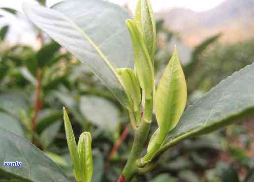 鸠坑原种茶是什么茶-鸠坑原种茶是什么茶叶