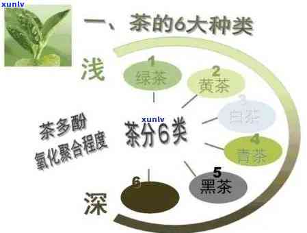 哪种茶抗衰老、最有效？探讨茶叶的抗氧化功效