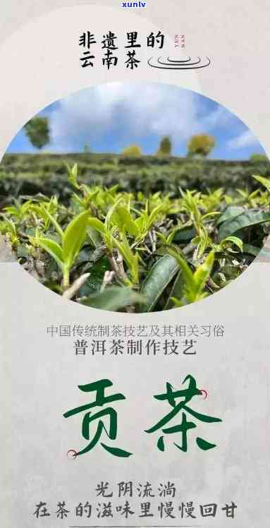 大理的什么茶比较好喝一点？深度解析大理名优茶