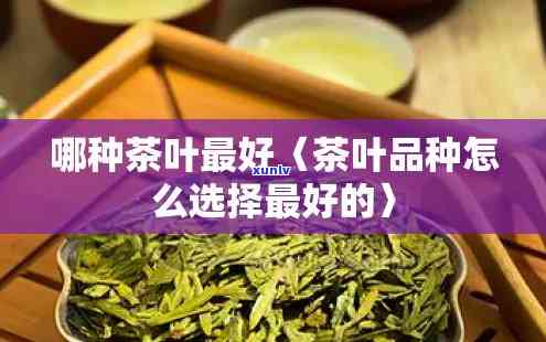 东种什么茶比较好-东种什么茶比较好喝