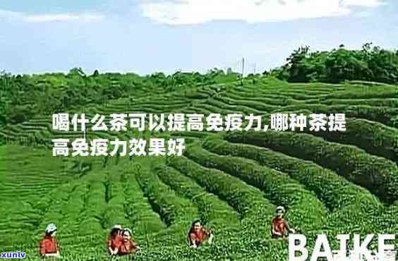 什么茶提高免疫力好呢，探讨提高免疫力的茶叶，哪种最有效？