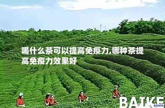 什么茶提升免疫力？效果的茶是什么？